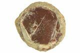 Ethiopian Chocolate Opal Nodule - Yita Ridge #211284-1